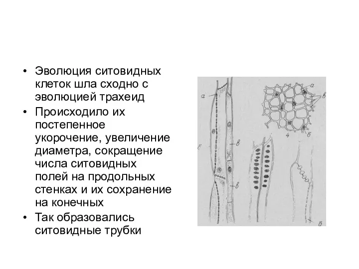 Эволюция ситовидных клеток шла сходно с эволюцией трахеид Происходило их