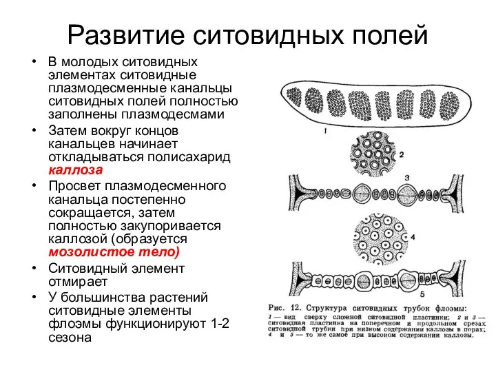 Развитие ситовидных полей В молодых ситовидных элементах ситовидные плазмодесменные канальцы