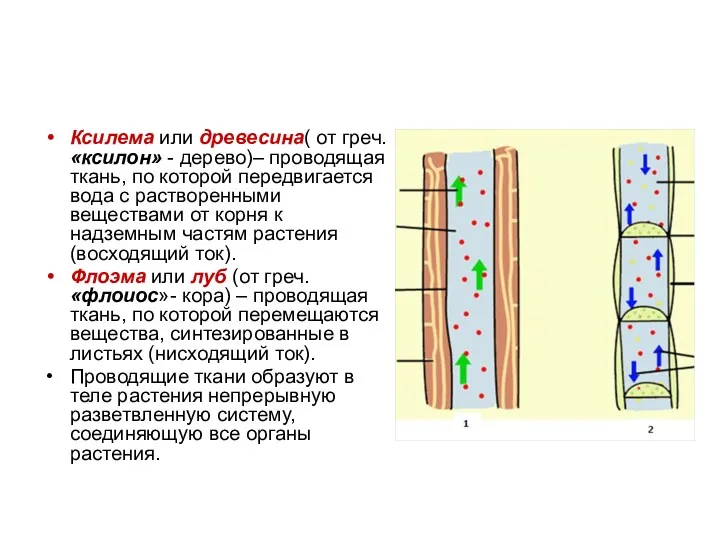 Ксилема или древесина( от греч. «ксилон» - дерево)– проводящая ткань,