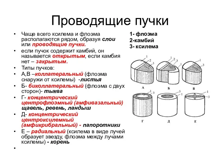 Проводящие пучки Чаще всего ксилема и флоэма располагаются рядом, образуя