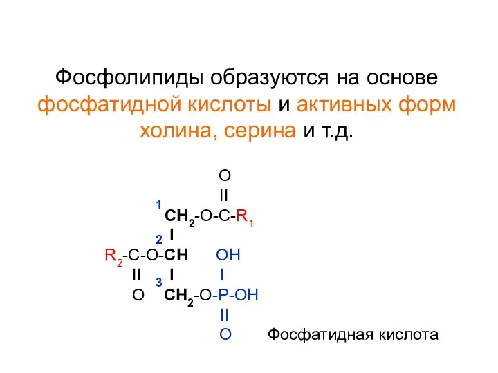 Фосфолипиды образуются на основе фосфатидной кислоты и активных форм холина,