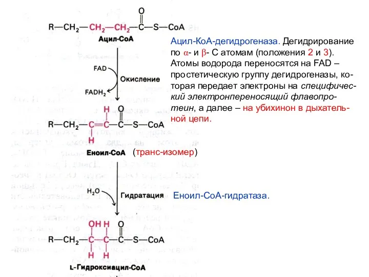 Ацил-КоА-дегидрогеназа. Дегидрирование по α- и β- С атомам (положения 2