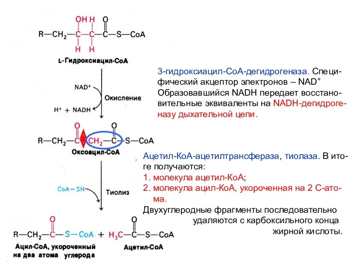 3-гидроксиацил-СоА-дегидрогеназа. Специ- фический акцептор электронов – NAD+ Образовавшийся NADH передает