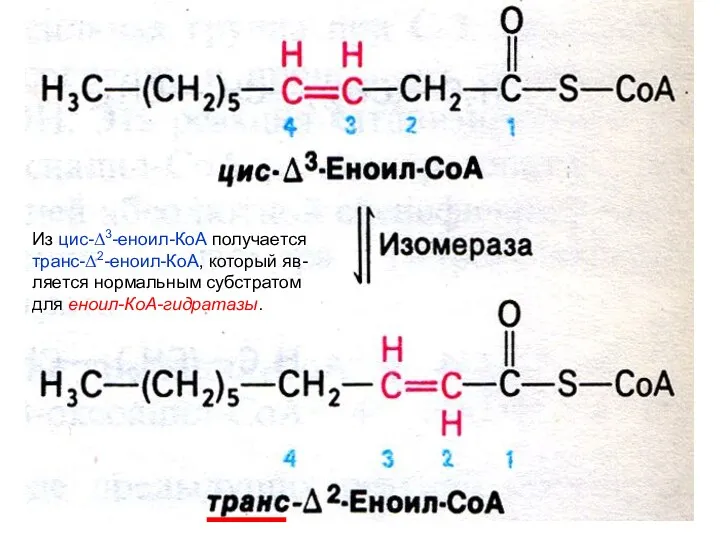 Из цис-Δ3-еноил-КоА получается транс-Δ2-еноил-КоА, который яв- ляется нормальным субстратом для еноил-КоА-гидратазы.
