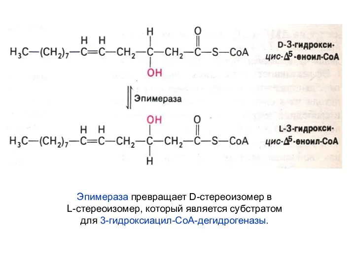 Эпимераза превращает D-стереоизомер в L-стереоизомер, который является субстратом для 3-гидроксиацил-СоА-дегидрогеназы.
