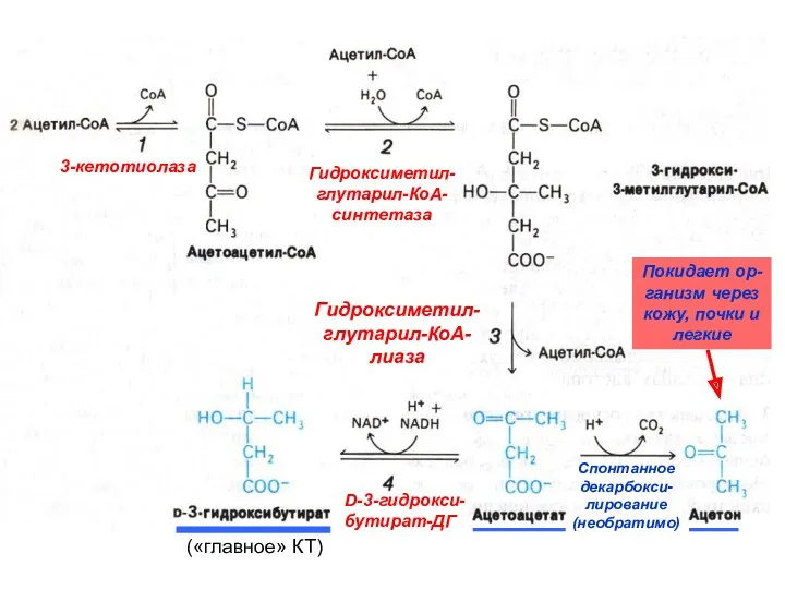 3-кетотиолаза Гидроксиметил- глутарил-КоА- синтетаза Гидроксиметил- глутарил-КоА- лиаза D-3-гидрокси- бутират-ДГ Спонтанное