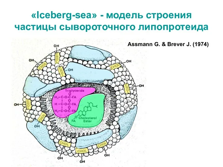 «Iceberg-sea» - модель строения частицы сывороточного липопротеида Assmann G. & Brever J. (1974)