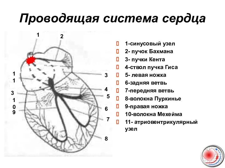 Проводящая система сердца 1-синусовый узел 2- пучок Бахмана 3- пучки