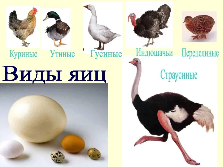 Виды яиц Гусиные Утиные Индюшачьи Куриные Страусиные Перепелиные