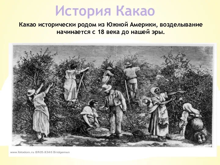 История Какао Какао исторически родом из Южной Америки, возделывание начинается с 18 века до нашей эры.