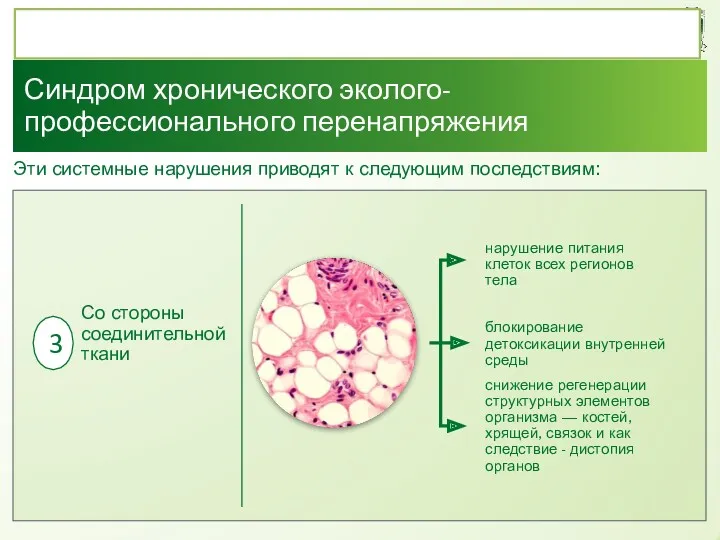 Со стороны соединительной ткани Синдром хронического эколого-профессионального перенапряжения нарушение питания