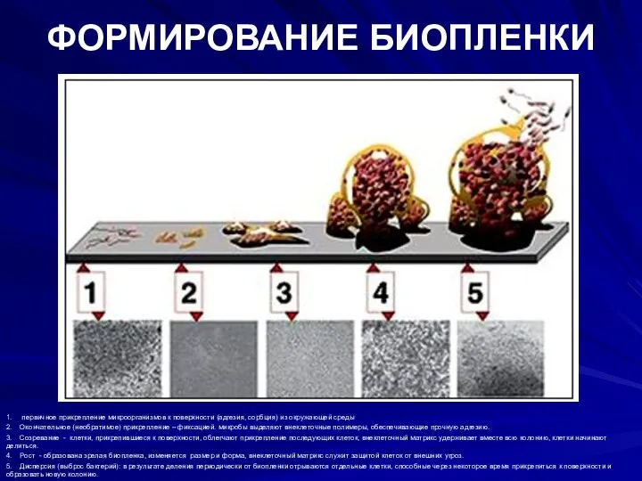 ФОРМИРОВАНИЕ БИОПЛЕНКИ 1. первичное прикрепление микроорганизмов к поверхности (адгезия, сорбция)