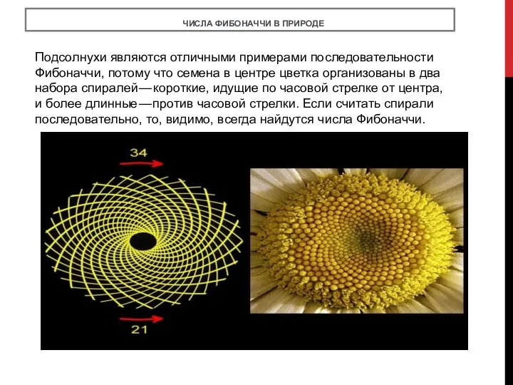 ЧИСЛА ФИБОНАЧЧИ В ПРИРОДЕ Подсолнухи являются отличными примерами последовательности Фибоначчи,