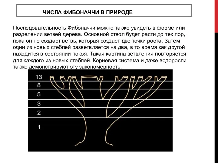 ЧИСЛА ФИБОНАЧЧИ В ПРИРОДЕ Последовательность Фибоначчи можно также увидеть в