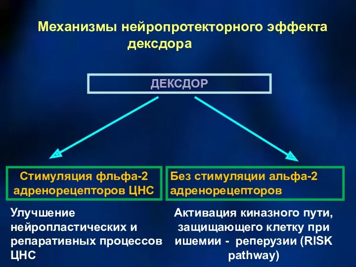 Механизмы нейропротекторного эффекта дексдора ДЕКСДОР Стимуляция фльфа-2 адренорецепторов ЦНС Активация