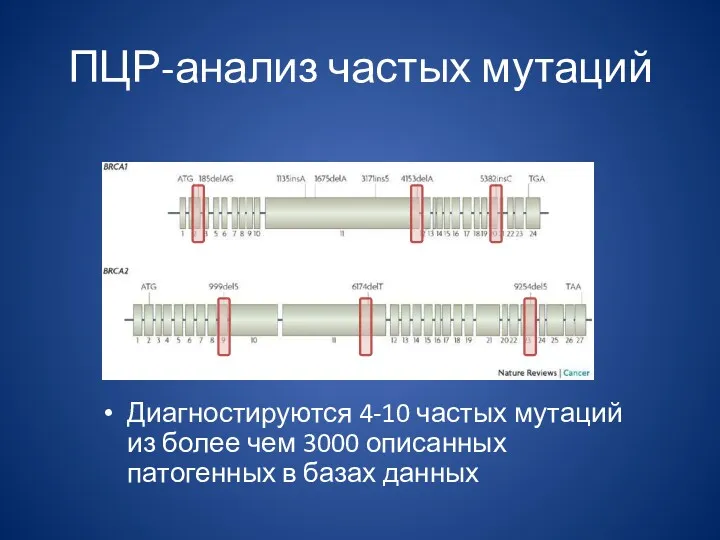 ПЦР-анализ частых мутаций Диагностируются 4-10 частых мутаций из более чем 3000 описанных патогенных в базах данных