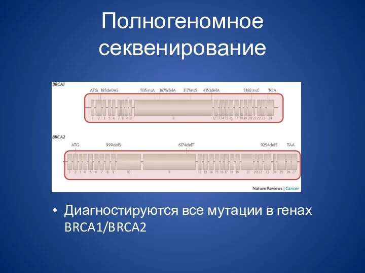 Полногеномное секвенирование Диагностируются все мутации в генах BRCA1/BRCA2