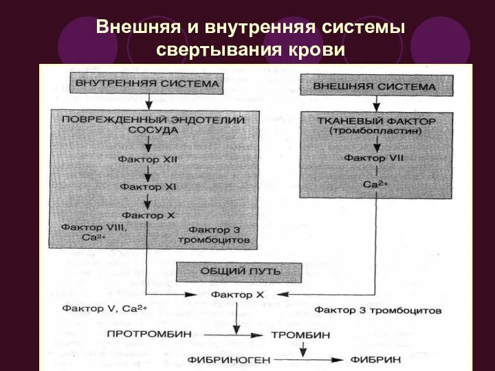 Внешняя и внутренняя системы свертывания крови