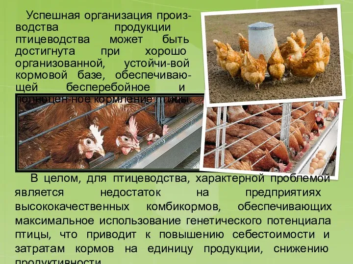 Успешная организация произ-водства продукции птицеводства может быть достигнута при хорошо