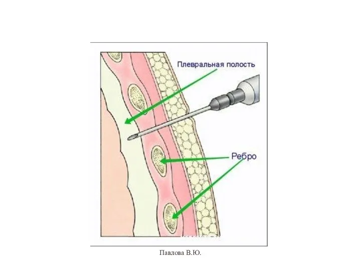 Павлова В.Ю.