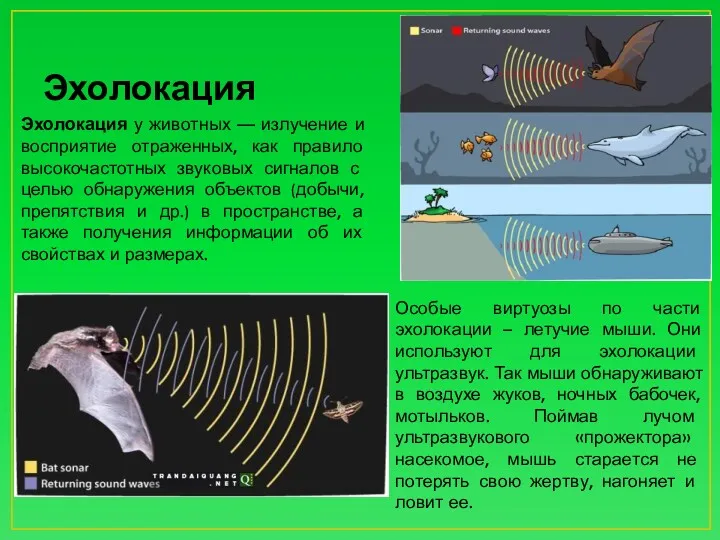 Эхолокация Эхолокация у животных — излучение и восприятие отраженных, как