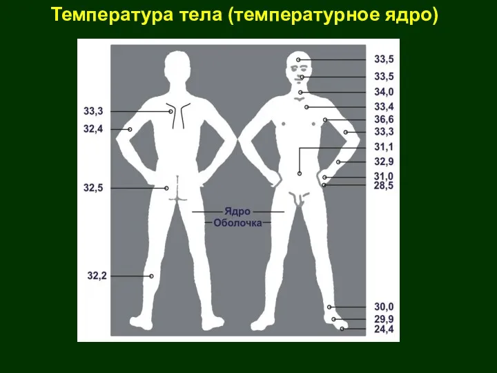 Температура тела (температурное ядро)