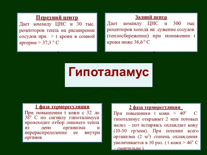 Гипоталамус 2 фаза терморегуляции_ При повышении t кожи > 40o