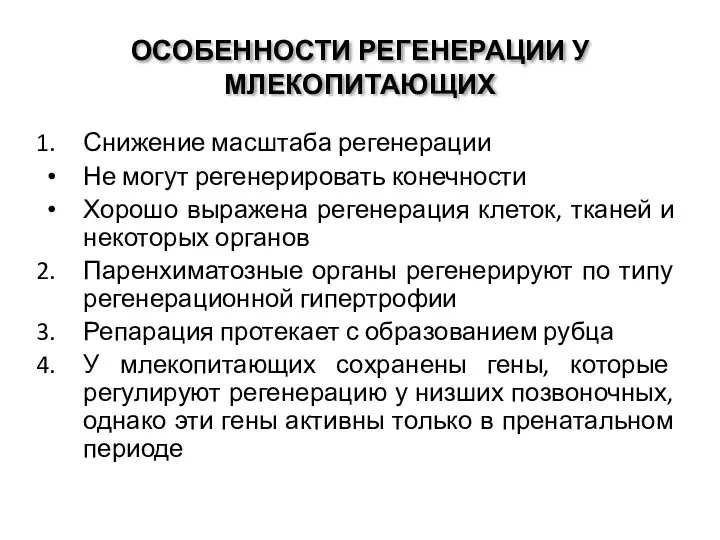 ОСОБЕННОСТИ РЕГЕНЕРАЦИИ У МЛЕКОПИТАЮЩИХ Снижение масштаба регенерации Не могут регенерировать конечности Хорошо выражена