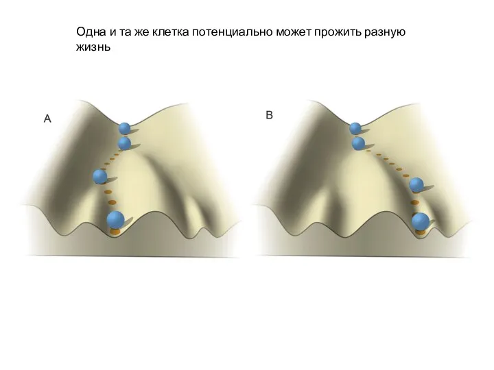 Одна и та же клетка потенциально может прожить разную жизнь