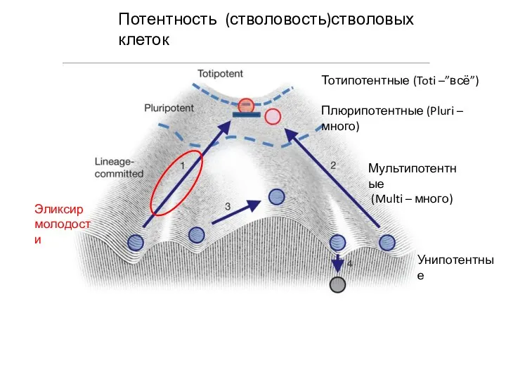 Потентность (стволовость)стволовых клеток Тотипотентные (Toti –”всё”) Плюрипотентные (Pluri – много) Эликсир молодости Мультипотентные