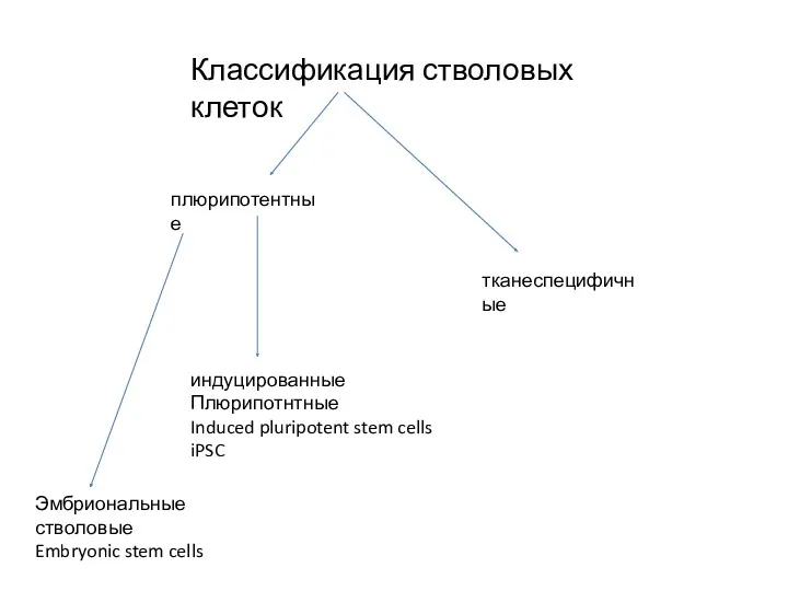 Классификация стволовых клеток плюрипотентные Эмбриональные стволовые Embryonic stem cells индуцированные Плюрипотнтные Induced pluripotent