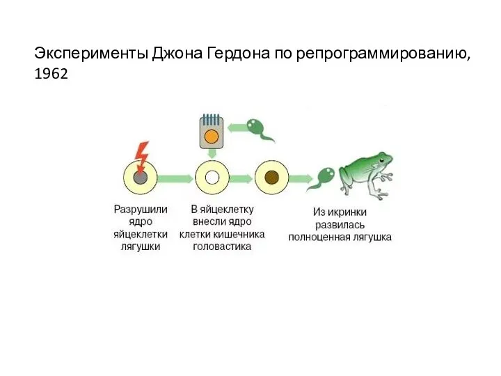 Эксперименты Джона Гердона по репрограммированию, 1962