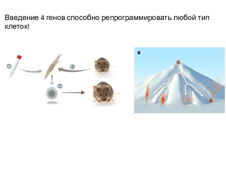 Введение 4 генов способно репрограммировать любой тип клеток!