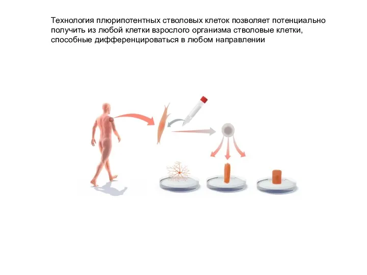 Технология плюрипотентных стволовых клеток позволяет потенциально получить из любой клетки