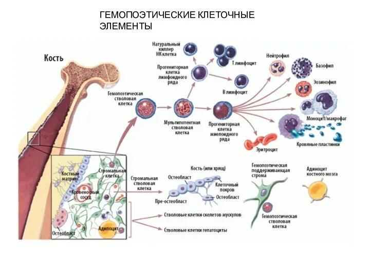 ГЕМОПОЭТИЧЕСКИЕ КЛЕТОЧНЫЕ ЭЛЕМЕНТЫ