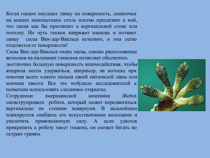 Когда геккон опускает лапку на поверхность, лопаточки на концах нанощетинок