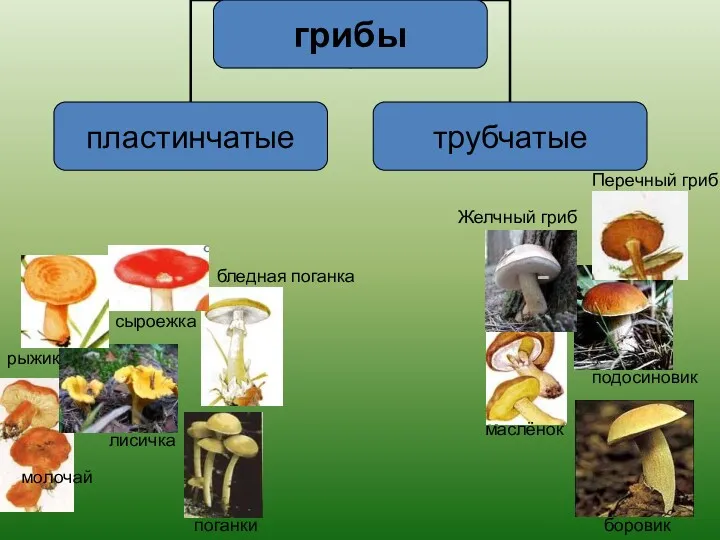 маслёнок боровик подосиновик Желчный гриб Перечный гриб рыжик лисичка сыроежка поганки молочай бледная поганка