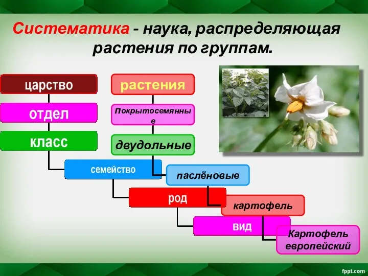 Систематика - наука, распределяющая растения по группам.