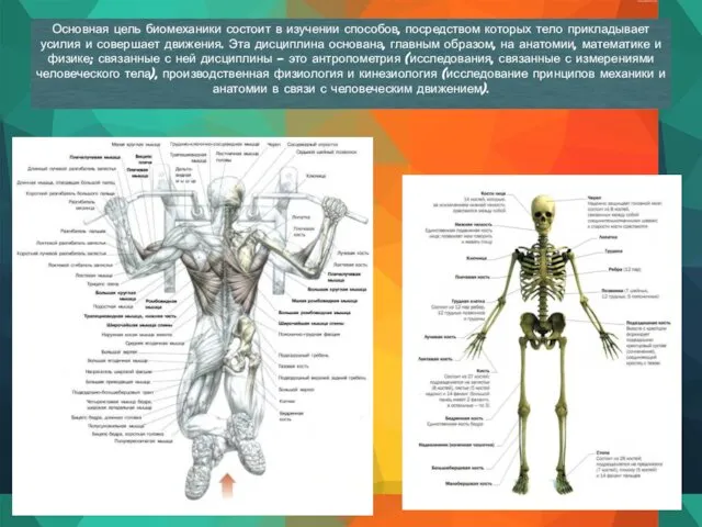 Основная цель биомеханики состоит в изучении способов, посредством которых тело