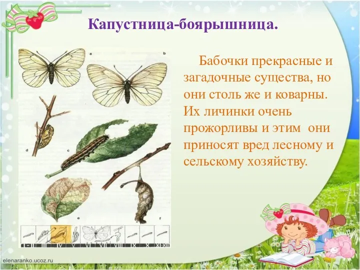 Капустница-боярышница. Бабочки прекрасные и загадочные существа, но они столь же и коварны. Их
