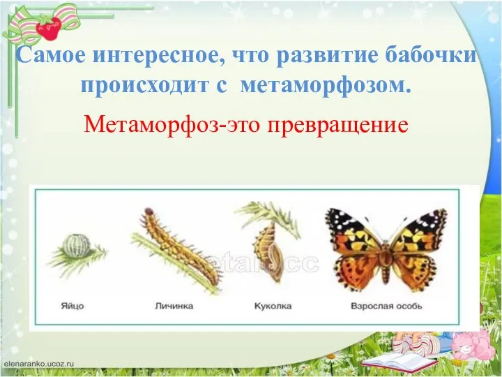 Самое интересное, что развитие бабочки происходит с метаморфозом. Метаморфоз-это превращение