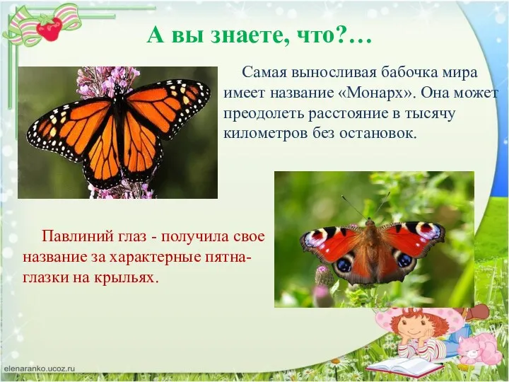 А вы знаете, что?… Самая выносливая бабочка мира имеет название «Монарх». Она может