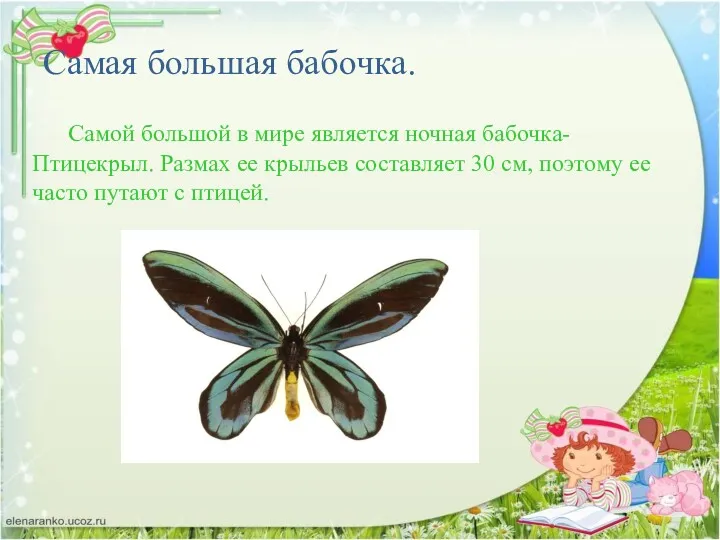 Самая большая бабочка. Самой большой в мире является ночная бабочка- Птицекрыл. Размах ее