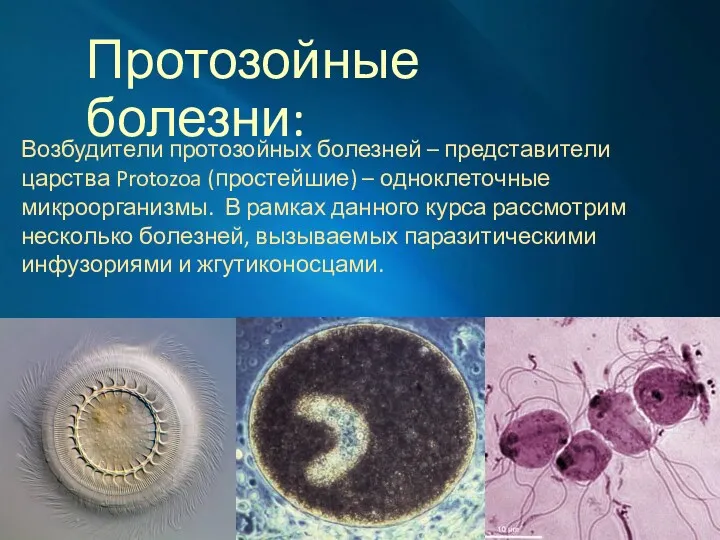 Протозойные болезни: Возбудители протозойных болезней – представители царства Protozoa (простейшие) – одноклеточные микроорганизмы.