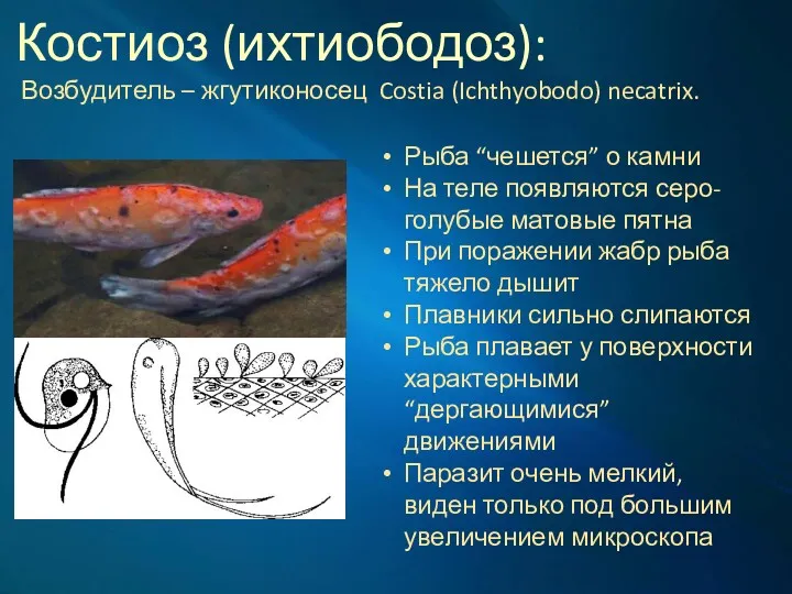 Костиоз (ихтиободоз): Возбудитель – жгутиконосец Costia (Ichthyobodo) necatrix. Рыба “чешется” о камни На