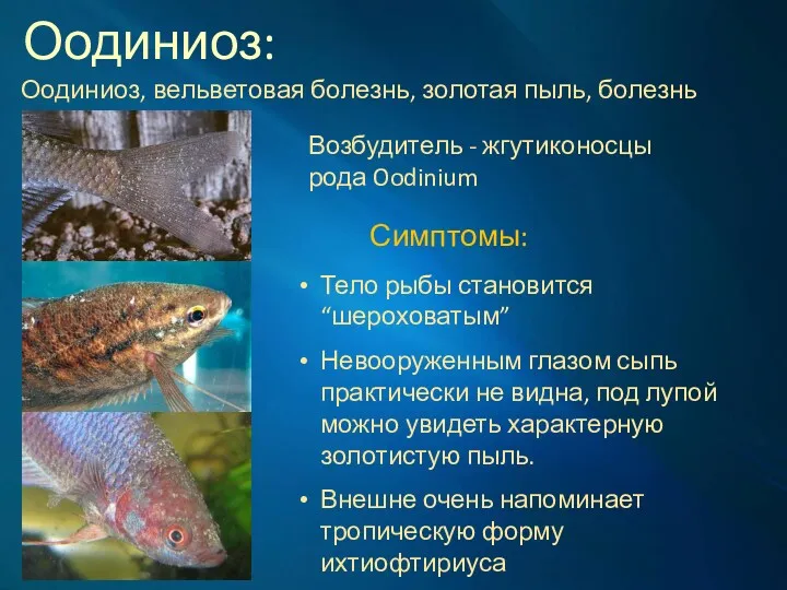 Оодиниоз: Оодиниоз, вельветовая болезнь, золотая пыль, болезнь колиза. Симптомы: Тело рыбы становится “шероховатым”