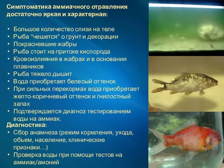 Симптоматика аммиачного отравления достаточно яркая и характерная: Большое количество слизи на теле Рыба