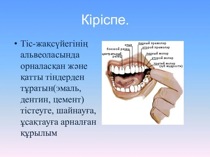 Кіріспе. Тіс-жақсүйегінің альвеоласында орналасқан және қатты тіндерден тұратын(эмаль, дентин, цемент) тістеуге, шайнауға, ұсақтауға арналған құрылым