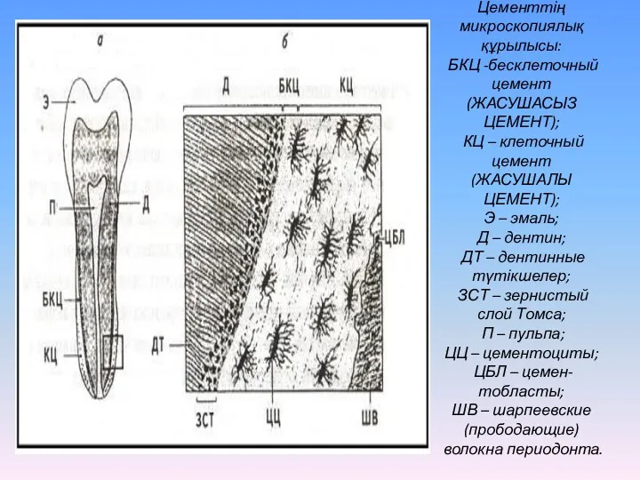 Цементтің микроскопиялық құрылысы: БКЦ -бесклеточный цемент(ЖАСУШАСЫЗ ЦЕМЕНТ); КЦ – клеточный цемент(ЖАСУШАЛЫ ЦЕМЕНТ); Э