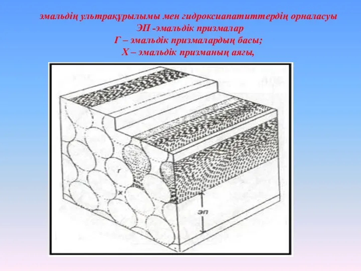 эмальдің ультрақұрылымы мен гидроксиапатиттердің орналасуы ЭП -эмальдік призмалар Г – эмальдік призмалардың басы;